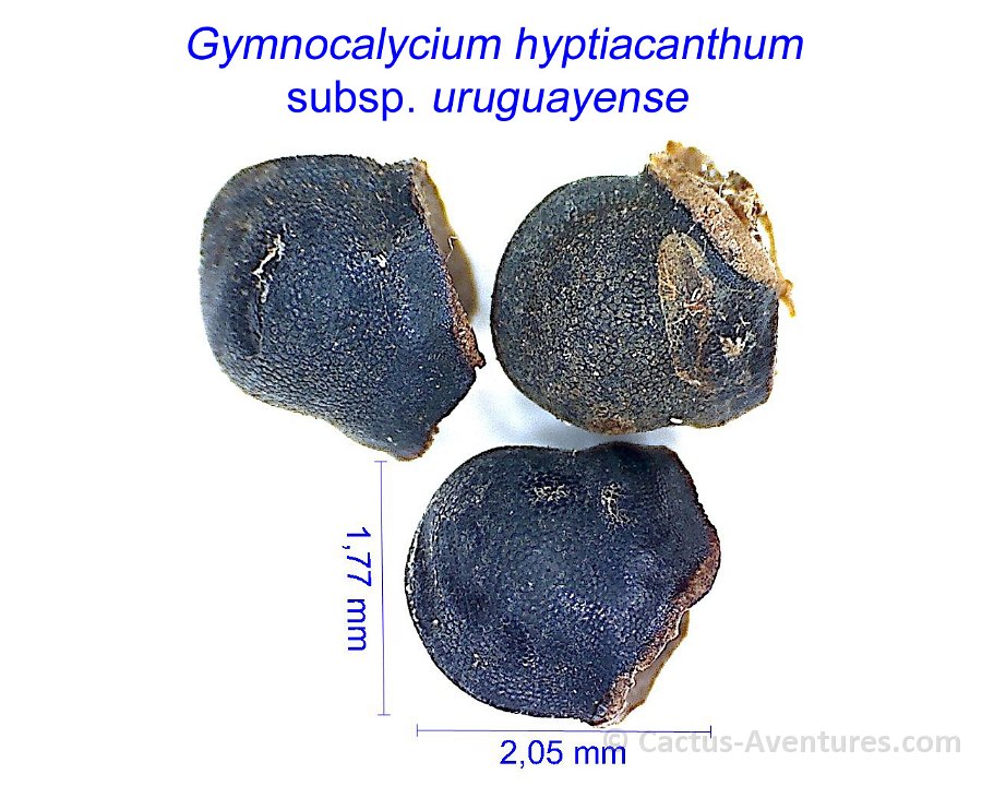 Gymnocalycium hyptiacanthum subsp. uruguayense 1 GX